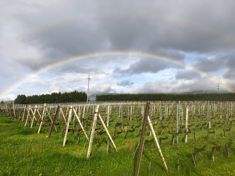 Vigne_Arc-en-ciel